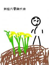 我在六零种大米图片